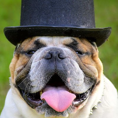 MisterPonge's profile picture. 