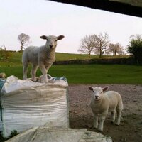 Sarah Hill (@harborougheast) 's Twitter Profile