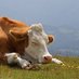 Ample Agriculture (@ample_ag) Twitter profile photo Ample Agriculture (@ample_ag) Twitter profile photo