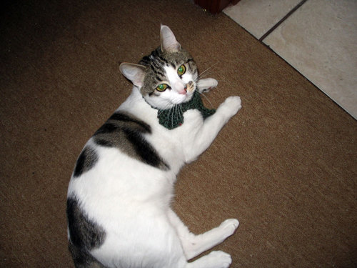 unixthecat's profile picture. Unix is my name, eating bugs is my game