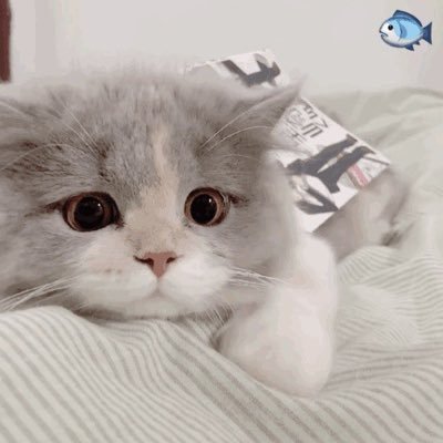 xuan5enpai's profile picture. HKUST 25fall phd @HKUST,@HKUSTKnowComp