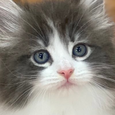 mokomoko__44's profile picture. 2023.11.26〜競馬🔰の馬アカ/ゴールドシップ/ゴルシ産駒応援/タイトルホルダー/ドウデュース/コスモキュランダ/ジョバンニ／カムニャック/犬猫♡/来世は厩務員になりたい！今はノルウェージャンのブリーダー