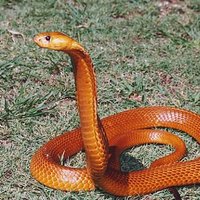 TanCobra (@_tancobra_) 's Twitter Profile