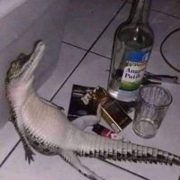 KDQ|ExecutionerZorga (@executionzorga) 's Twitter Profile