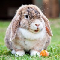 Scrumpy Jax (@bunnyflufft) 's Twitter Profile