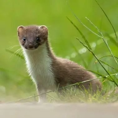 Mousikofagos's profile picture. 