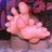 evesgrdnofsoles's profile image