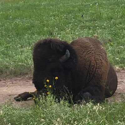 ToniCar49171847's profile picture. 