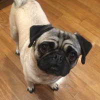 Pug Gus (@puggussd) 's Twitter Profile