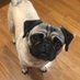 Pug Gus (@puggussd) Twitter profile photo Pug Gus (@puggussd) Twitter profile photo