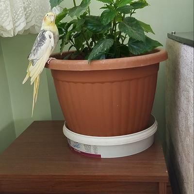 SSK,emeklisi.ABO maduru, intibak, isteyen emekli.Takibe takip.