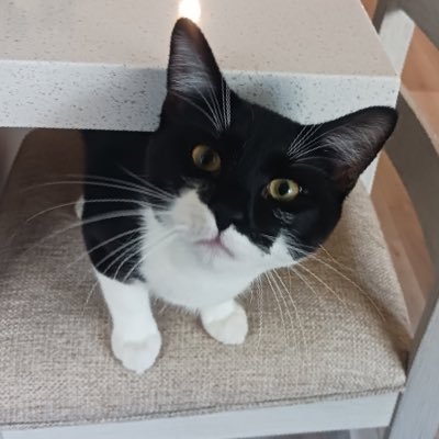 belladevore03's profile picture. spread eagle and fly