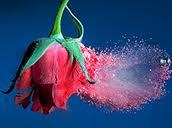 larnaismith's profile picture. 