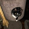 LisaS85148169's profile picture. Childless cat lady. Public defender in family regulation system. Still rueing the day I let my sister create my account of a zillion numbers. @lisaresists.bsky