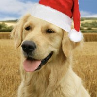 Mayor Honkdog (@mayorhonkdog) 's Twitter Profile Photo Mayor Honkdog (@mayorhonkdog) 's Twitter Profile Photo