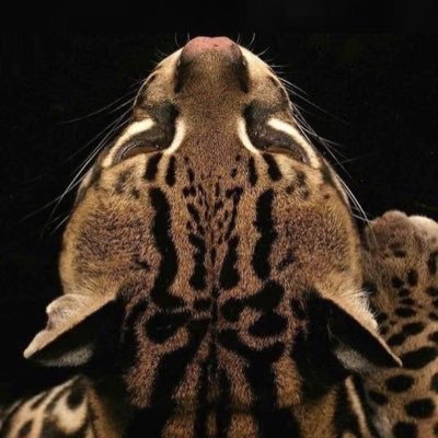 kukolki_'s profile picture. dancer