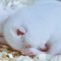 쮜 (@jjjj_seori) 's Twitter Profile Photo