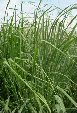 SwitchgrassFuel's profile picture. 