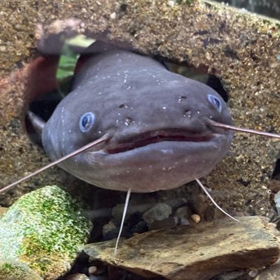 オポンチョ・チョポマキさんのプロフィール画像