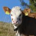 moomoocow (@moomoocoow) Twitter profile photo moomoocow (@moomoocoow) Twitter profile photo
