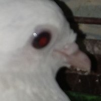 snowy (@snowflake_quail) 's Twitter Profile