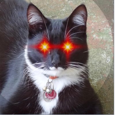 Carmilla5's profile picture. ♥ Great spirits have always encountered violent opposition from mediocre minds ♥ #1 acct #2 acct @lisa_trump3