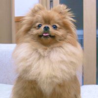 ふち (@fuchi0111) 's Twitter Profile
