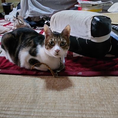 gurenden's profile picture. アイドルヲタクの50歳です。元SKE48の江籠裕奈ちゃんと水野愛理(水萌しゅる)ちゃんを推しつつ現メンバーの荒野姫楓ちゃんを推してるDDなおじさんです。#delaの松島七葉ちゃんと#fav meの中本こまりちゃんと#リリスラの早見まりなと#百野綾華ちゃんと#風愛ことり🐥ちゃんも推してます。もちろんドラファンです。