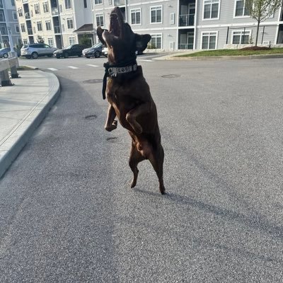 billmc824's profile picture. Crazy old man syndrome. Marine Corps Veteran. God Bless America