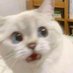 NEKO_CAT (@_horohorohoro) Twitter profile photo NEKO_CAT (@_horohorohoro) Twitter profile photo