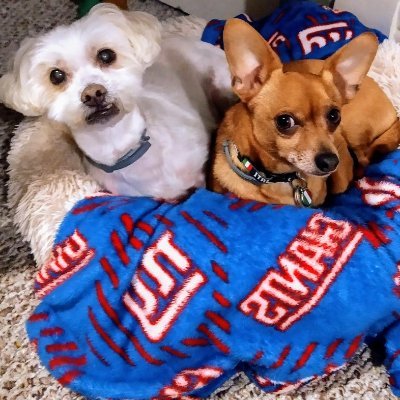 2lilbrytlyts's profile picture. oh hi🙋welcome to the cuddle cabana & hutchy wutchy of connor: the money making maltapoo & his little brother, bagnino: the gambling gambino, chihuahua 🐶🃏