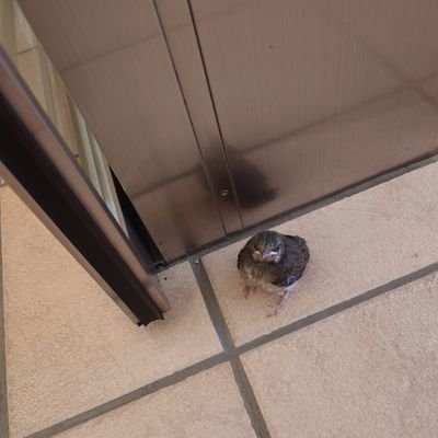 ZMv4zvCOX698096's profile picture. VTube沙倉くぅサイト応援用です。(現状)
可能ぎり推して行きたいです。
可能なぎり見ます。