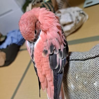復活
スピリチュアルが好き
タロットカードの勉強開始
たまに美味しいご飯やお菓子も
よろしくお願いします