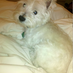 Coconut(💙,🧡) (@littlewhitepoof) Twitter profile photo Coconut(💙,🧡) (@littlewhitepoof) Twitter profile photo