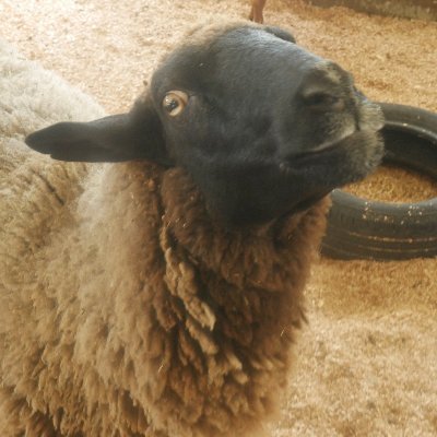 NickGoodsell1's profile picture. is my last name left?