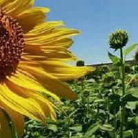random (@y_quierete) 's Twitter Profile