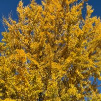 銀杏 (@nwmdwsmkygkjele) Twitter profile photo