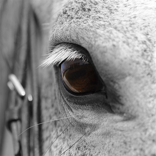 Fotografie, Nikon, Tierfotografie, Pferdefotografie