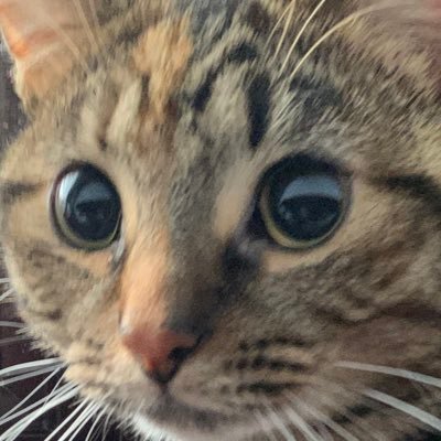 noshinnali's profile picture. *＊✿❀ ♡ ❀✿＊*