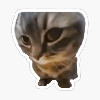 chipi_community's profile picture. TikTok's Most Viral Cat! 🐱🎶$CHIPI CTO TG : https://t.co/TRmm16Fviq CA: chiPiQTvkQ7oPtAD7YLQaEeHmPqXCa2wcRQdwFNneTe