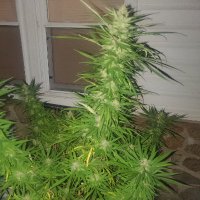 Blackhammer (@higginb4ah) 's Twitter Profile