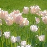 fleur, cpa (@abinitio_cpa) 's Twitter Profile Photo fleur, cpa (@abinitio_cpa) 's Twitter Profile Photo