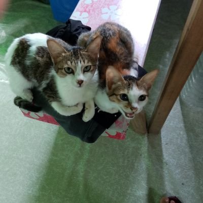 dizzzzzzzzzi's profile picture. ( ╹▽╹ )