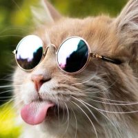 Feisty Magnolia (@feistymagnolia) 's Twitter Profile