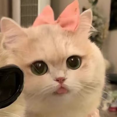リンさんのプロフィール画像