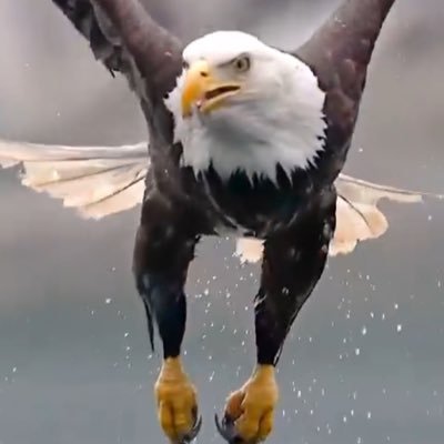 Icarus66333's profile picture. President & CEO. savvy political analysts, theses are my own views, just that. Not looking for your approvals or disagreement , just the facts as I see them.