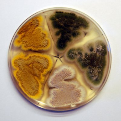 Aspergillus Cell Biology lab - Grupo Biología Celular de Aspergillus en el CIB Margarita Salas