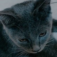 Del (@delta132980515) 's Twitter Profile