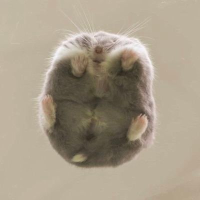 choco3739's profile picture. 色々限界なんだそぅ。圧かな劣等感かな自信のなさかな、そなへんな気がするな、不登校の理由。お母さんも育児頑張ってたんだけど色々やり方間違ってたかもね。。。。。(〃_ _)  でも！発作止めのお薬はお願いだからちゃんと飲んでちょーだい！！たのむでほんま。。。(ノ-_-)ノ