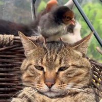 DaDolly (@grinsjodo) Twitter profile photo